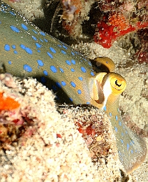 Sipadan_2015_Raie pastenague a taches bleues_Taeniura lymna_IMG_2784_rc